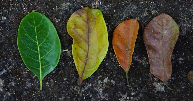 When Life Changes Everything: How Life Transitions Therapy Can Help image